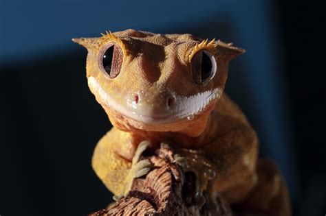 Best Substrate for Crested Gecko   BarkSpace
