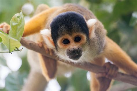 Best Time to See Squirrel Monkeys in Bolivia 2020   Rove.me