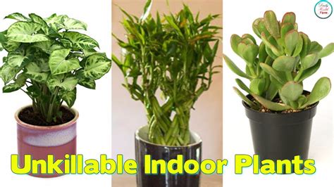 Best Unkillable Indoor Plants   YouTube