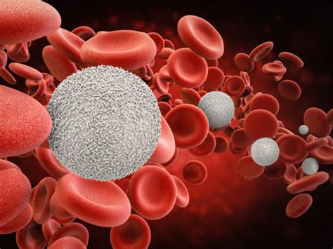 Best White Blood Cell Stock Photos, Pictures & Royalty ...