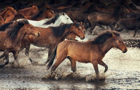 Best Wild Mustangs Stock Photos, Pictures & Royalty Free ...