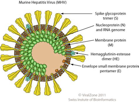 Betacoronavirus ~ ViralZone page