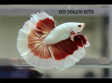 Betta fishes types and their names..   YouTube