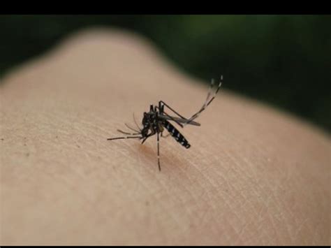 Between a low and a human | Parasitism | Mosquito ...