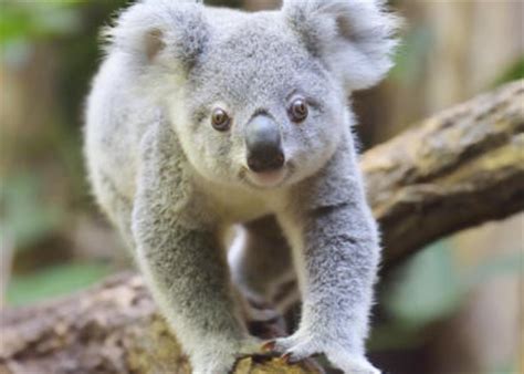 Bibliography   Koalas