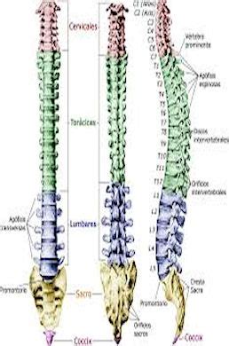 Biblioteca LuxLibeR: Anatomia de la columna vertebral