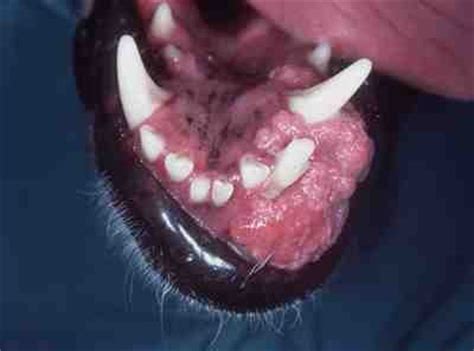 Bichos & Caprichos: Tumores da cavidade oral