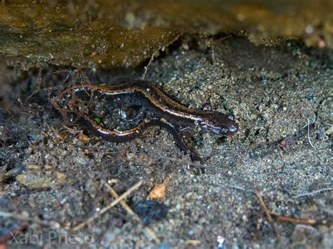 Bichos e demais familia: Salamandra rabilarga  Chioglossa ...