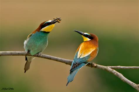 Bienenfresser   Merops apiaster 2017/3 Foto & Bild | natur ...