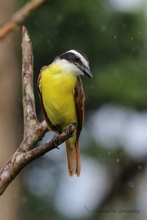 Bienteveo común. Pitangus sulphuratus. Imagen & Foto | animales, aves ...