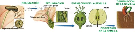 Bienvenido a Misdeberesaltamira: La reproducción en las plantas