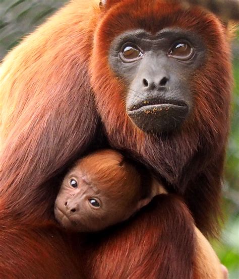 Bienvenido al mundo: nace mono aullador rojo en el Zoo ...