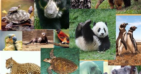 Bienvenidos Al Mundo Animal: Hay diez especies animales en peligro de ...