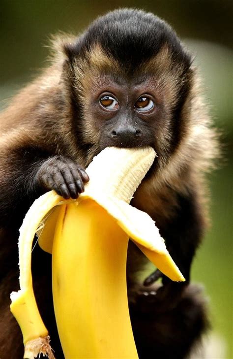 Big banana is quite ape peeling for Bonnie the capuchin ...