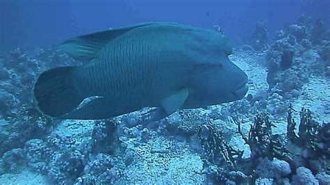 Big napoleon fish in the Red Sea   YouTube