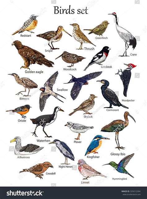 Big Set Birds. Birds Flying, Animals, Bird Silhouette ...
