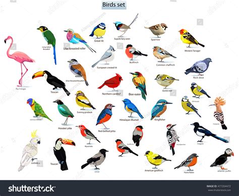 Big Set Birds Birds Flying Animals Stock Vector 477204472 ...