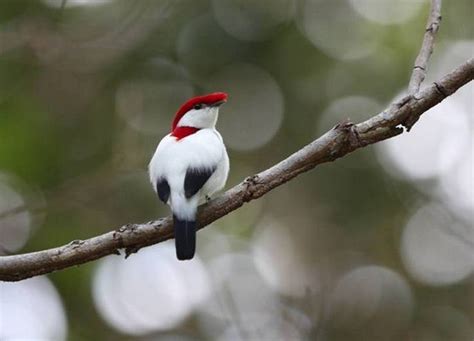 Biigthais: 10 aves brasileiras ameaçadas de extinção