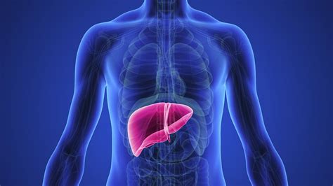 Bile, the liver, and pancreas: What are they and what do ...