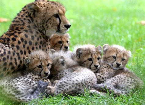 Bilhetes baratos para Jardim Zoológico de Lisboa   100crise