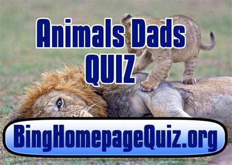 Bing Animal Dads Quiz | Bing Homepage Quiz