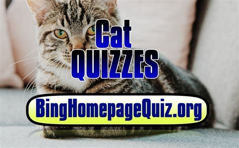 Bing Cat Quiz | Bing Homepage Quiz