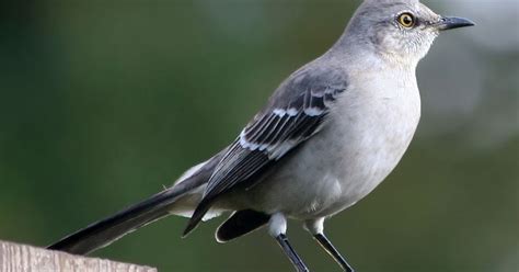 Bio Baby: Captura masiva de pájaros cantores