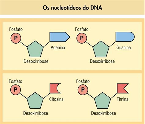 Bio prof. Viviane: Ácidos Nucleicos