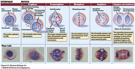 bioblogestrella: Division celular: mitosis