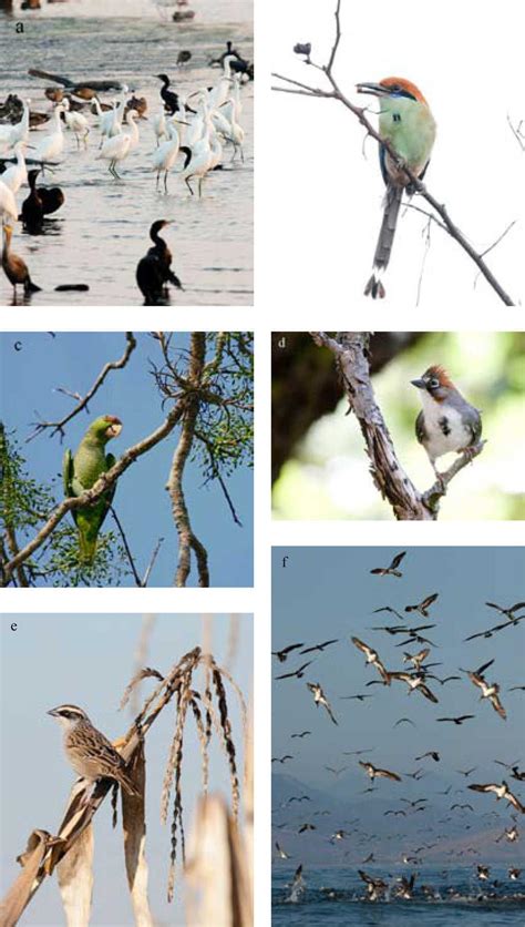 Biodiversidad de aves en México | Revista Mexicana de Biodiversidad