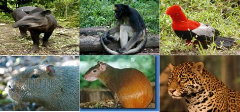 Biodiversidad del Ecuador: FAUNA DE LA REGIÓN NATURAL ...