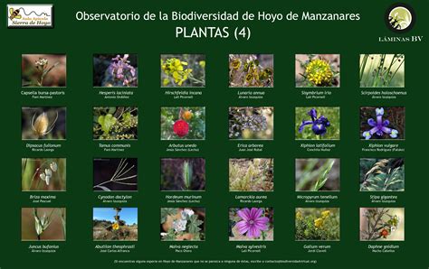 Biodiversidad Virtual | La plataforma ciudadana por la ...