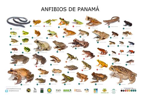 biodiversity | Amphibian Rescue and Conservation Project