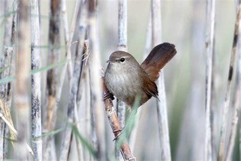 Biodiversity of Cyprus by NGO Protection of the Natural ...