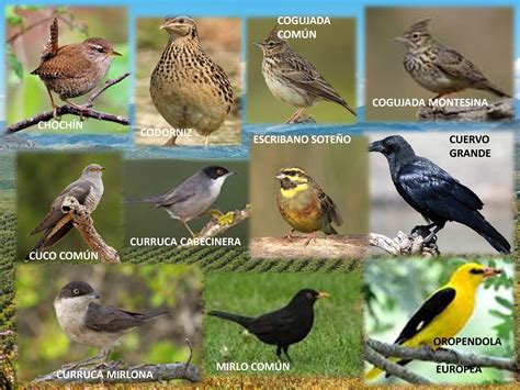 Biodiversity: up to 50 different species of birds in our ...