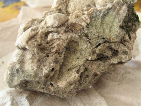 BioFlorida: Fósiles encontrados en El Rincón de Darwin