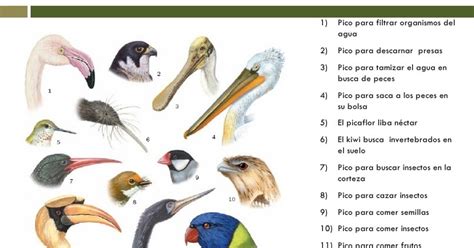 Biología 1ero secundaria 2016: Las aves