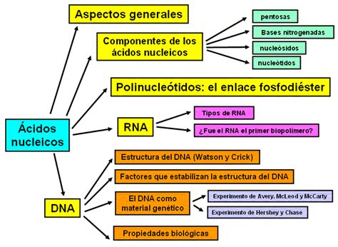 BIOLOGIA 2º   Alfredo Saiz Velarde: ESTRUCTURA Y FUNCIONES: ÁCIDOS ...
