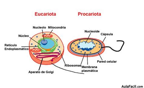 Biología 2º Año : Células: Procariotas y Eucariotas