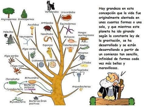 biologia: ACTIVIDAD EVOLUCIÒN DE LOS SERES VIVOS