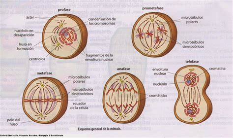 Biología aplicada   4º A   5: Observación de mitosis en células vegetales