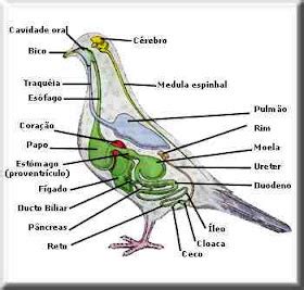 Biologia: Aves