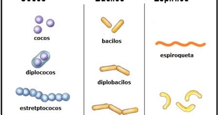 Biología: Bacterias