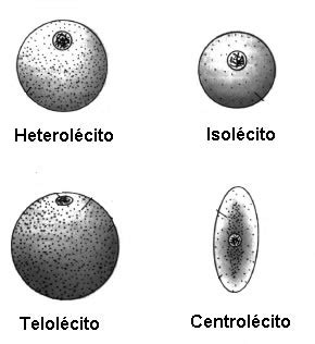 Biologia Cap: Tipos de Ovos  embriogênese