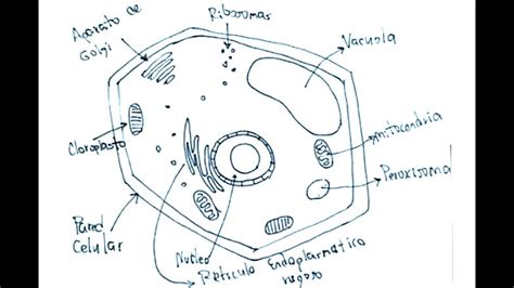 Biologia Celular 2/5   Cómo dibujar una celula vegetal ...