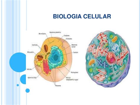 Biologia celular.