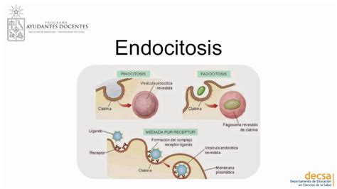 Biología Celular y Molecular   Endocitosis   YouTube