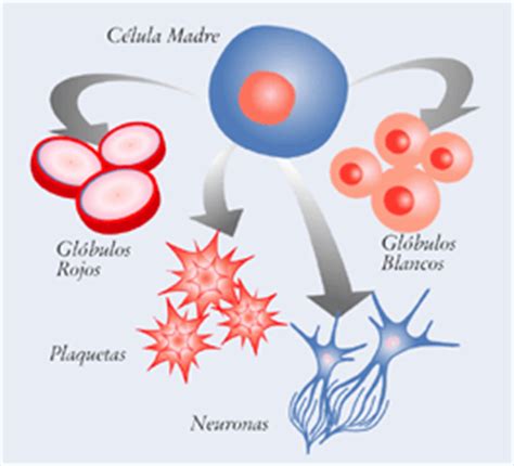 Biología: Células madres