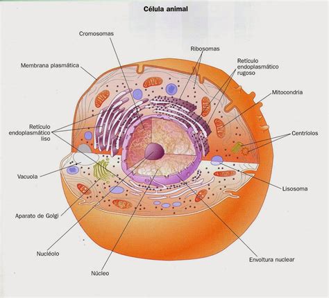BIOLOGÍA: Células procariotas y eucariotas