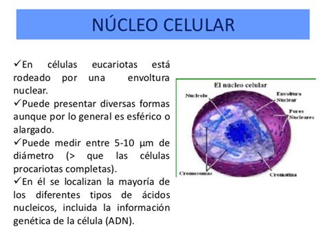 biologia : Componente Nucleo Celular